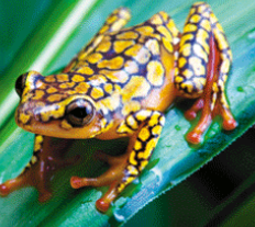 <p>Name one or more traits you can observe to distinguish the identity of Amphibia</p>