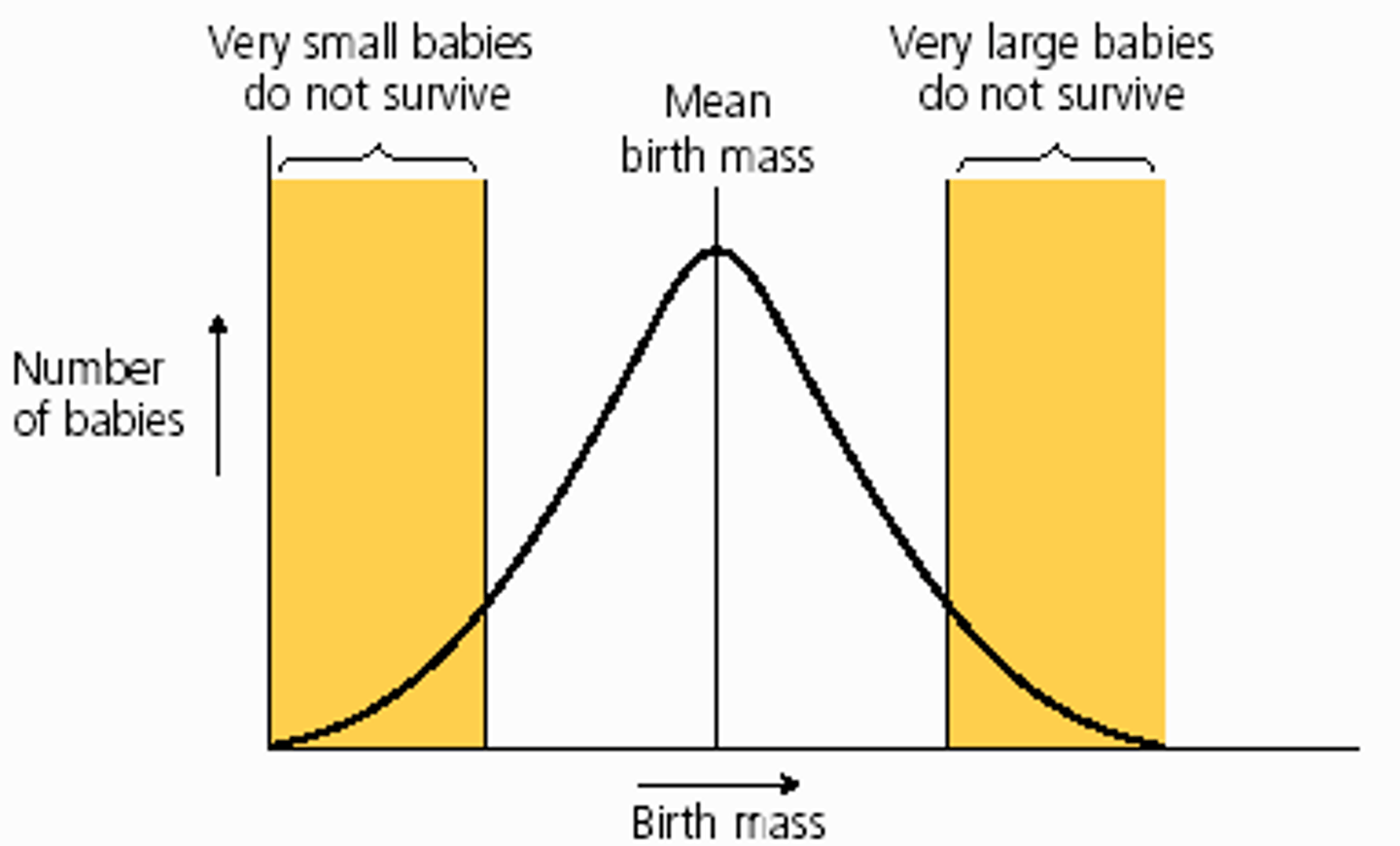 <p>when the environment is stable so individuals with alleles for characteristics towards the middle of the range are more likely to survive and reproduce (so the curve narrows)</p>