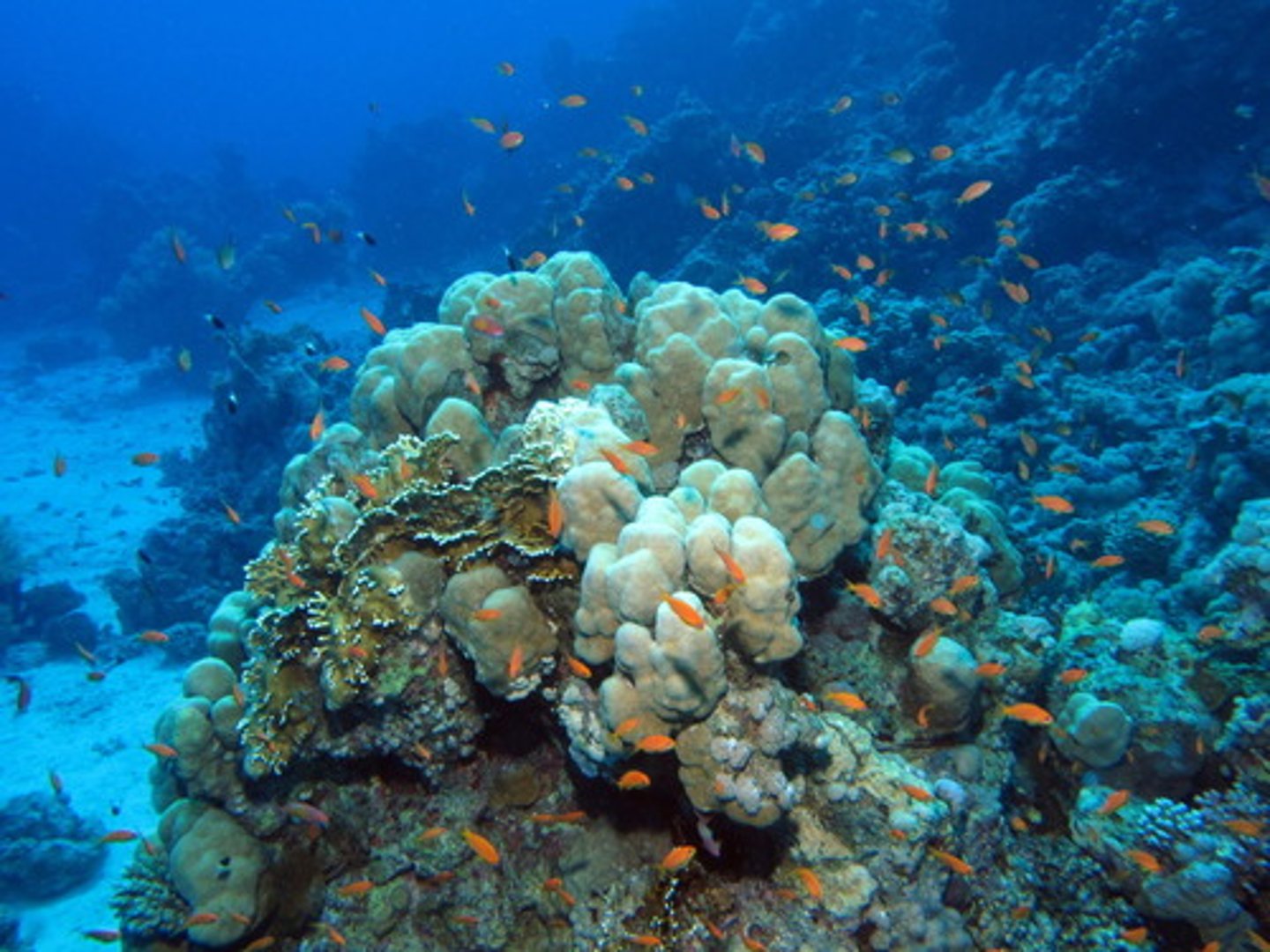 <p>coral reef</p>