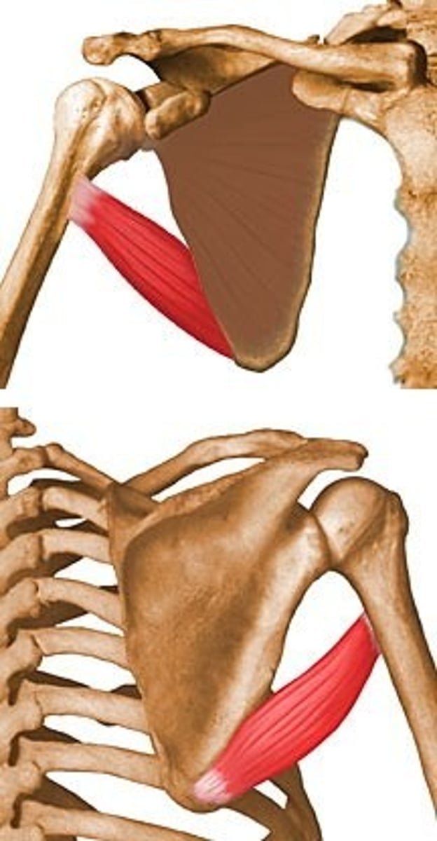 <p>inferior angle of the scapula</p>