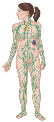 <p>Consists of:</p><ul><li><p>Lymph nodes</p></li><li><p>Lymphatic vessels</p></li><li><p>Lymph</p></li><li><p>Spleen</p></li><li><p>Thymus</p><p></p></li></ul><p>Key Functions</p><ul><li><p>Fluid balance</p></li><li><p>Maintains blood pressure</p></li><li><p>Defense against disease</p></li></ul><p></p>