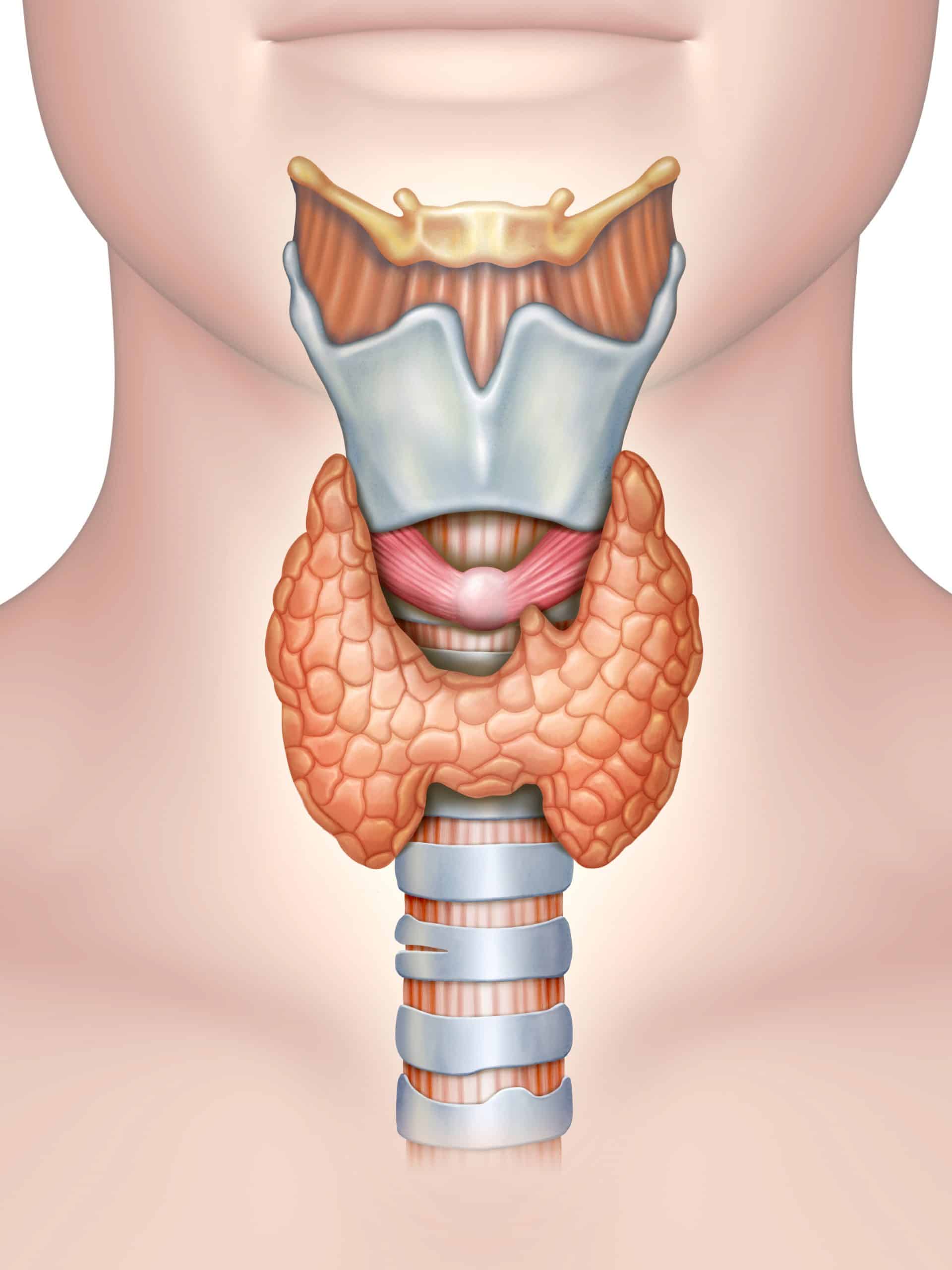 <p>Controls body metabolism rate</p>