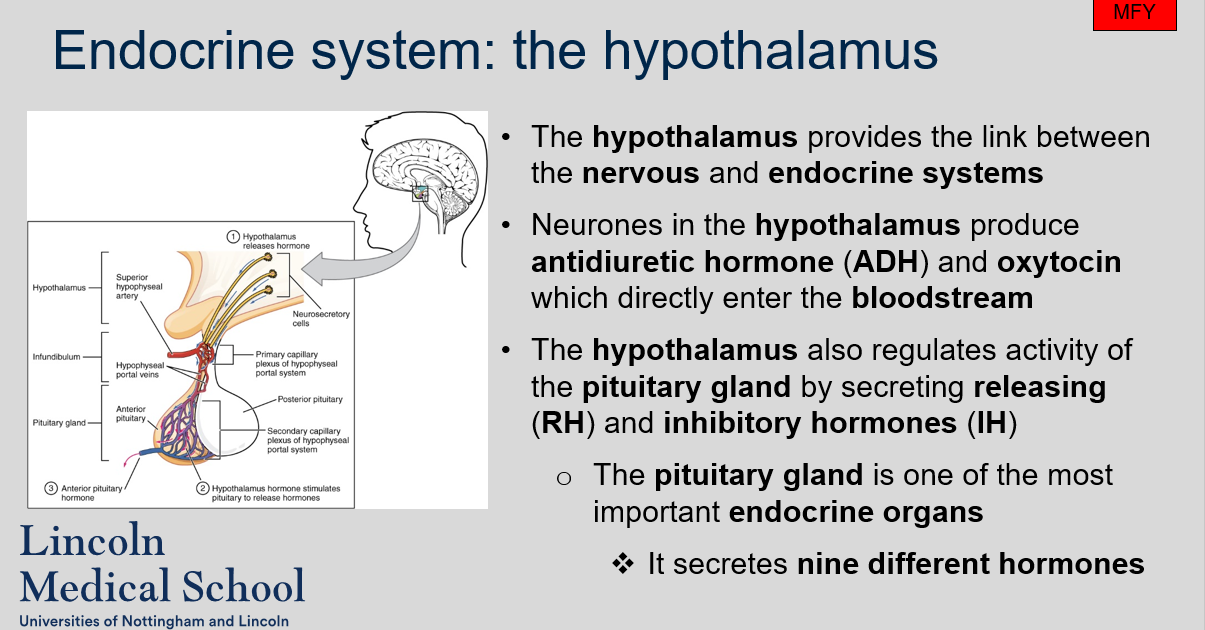 The hypothalamus provides the link between the nervous and endocrine systems 

Neurones in the hypothalamus produce antidiuretic hormone (ADH) and oxytocin which directly enter the bloodstream 

The hypothalamus also regulates activity of the pituitary gland by secreting releasing (RH) and inhibitory hormones (IH) 