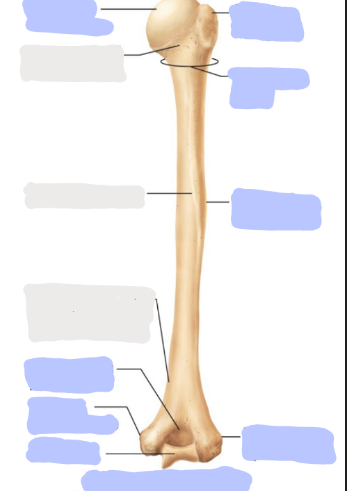 <p>Where is the <strong>Olecranon Fossa</strong> of the humerus?</p>