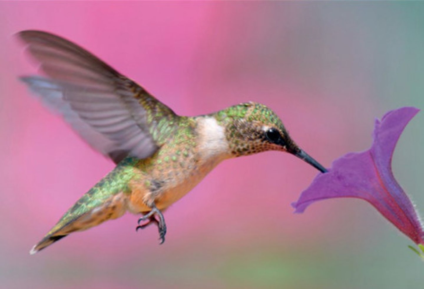 <p>Organisms that ingest liquids that contain organic molecules in solution.</p>