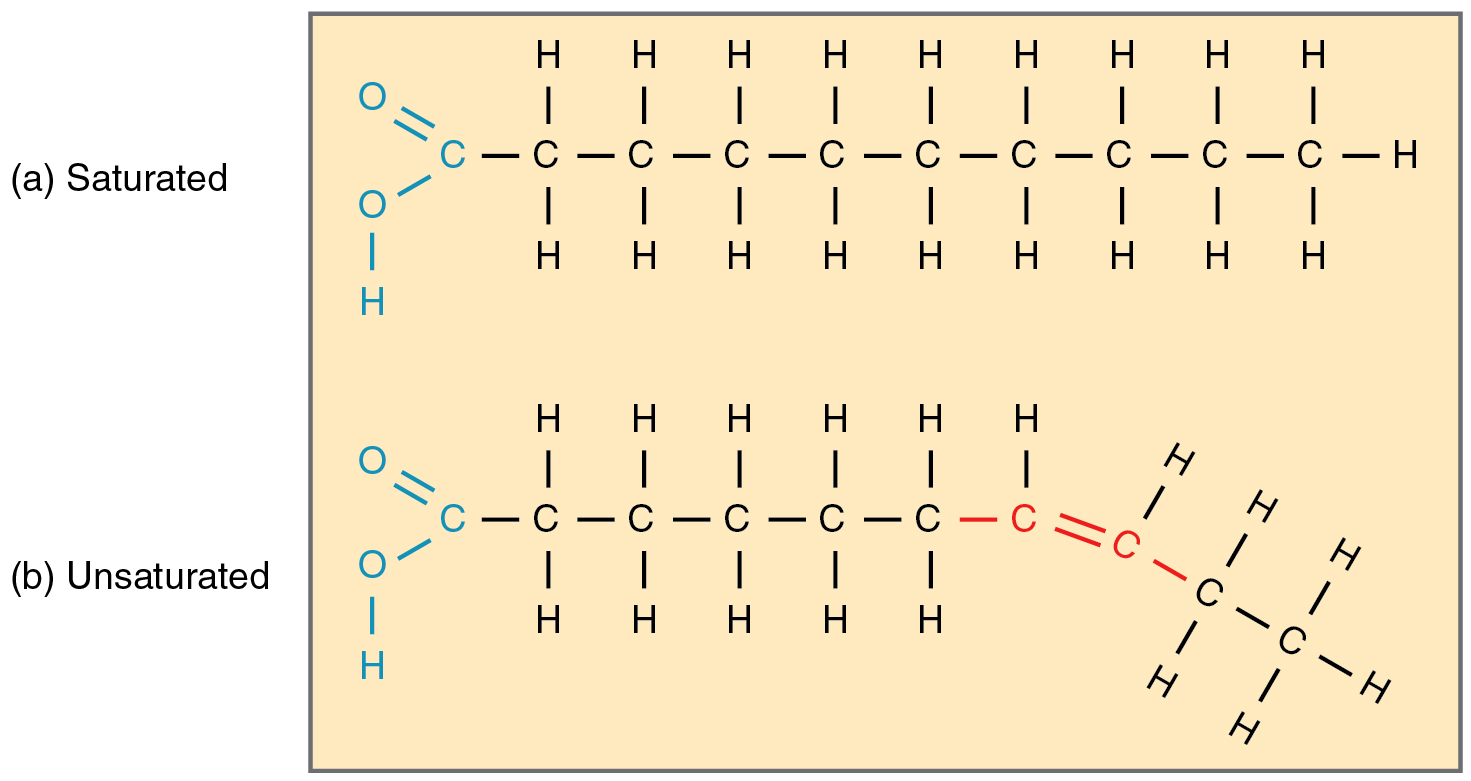 <p>-1 or more double bonds between carbon -Kinks/bends -Liquid at room temp because of kinks (can&apos;t fit closely together) -Usually a plant source -Examples: Olive and canola oil</p>