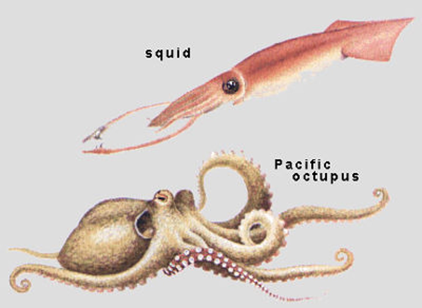<p>squid, octopus, cuttlefish, chambered nautilus</p>