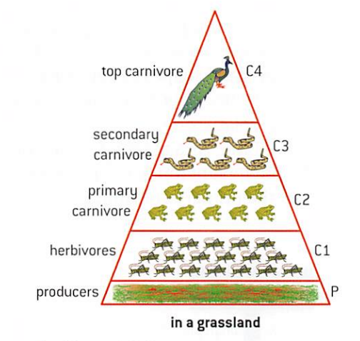 graphical models of quantitative differences between amounts of living material stored at each trophic level of a food chain; usually measured for given area and time