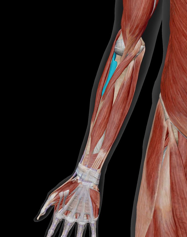 <p>Label the muscle</p>