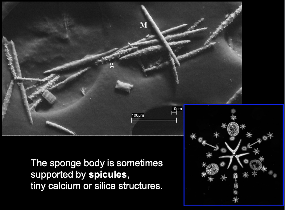 <p>Tiny calcium/silica structures that provide support for the sponge body. </p>