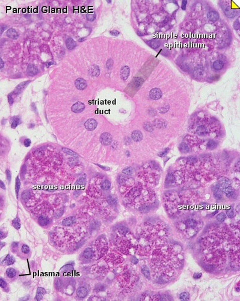 <p>Largest salivary gland</p><p>Within cheek</p><p>Serous acini</p>