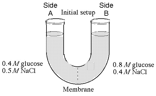 <p><span><span>If you examine side A after three days, you should find</span></span><br><span><span>A) a decrease in the concentration of NaCl and glucose and an increase in the water level.</span></span><br><span><span>B) a decrease in the concentration of NaCl, an increase in water level, and no change in the concentration of glucose.</span></span><br><span><span>C) no net change in the system.</span></span><br><span><span>D) a decrease in the concentration of NaCl and a decrease in the water level.</span></span><br><span><span>E) no change in the concentration of NaCl and glucose and an increase in the water level.</span></span></p>