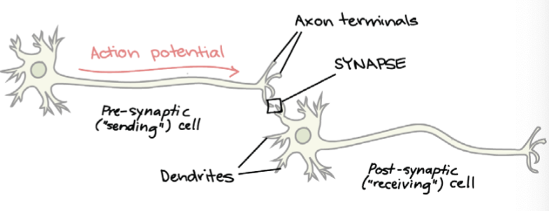 <p>• Recall: Neurons connect w/ other neurons or effectors via <strong>synapses</strong><br>   • <strong>presynaptic neuron:</strong> conducts impulses toward a synapse<br>   •<strong> postsynaptic neuron:</strong> receives impulses &amp; conducts them away from a synapse<br></p><p>• Neurons can be organized into smaller organized groups called <strong>neuronal pools</strong> → identified by their <strong>neural circuits</strong><br>• Divergence<br>• Convergence<br>• Serial processing<br>• Parallel processing<br>• Reverberation</p>