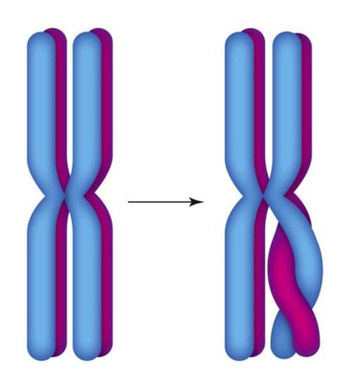 <p>Crossing over allows homologous chromosomes to exchange heritable information, increasing genetic diversity.</p>