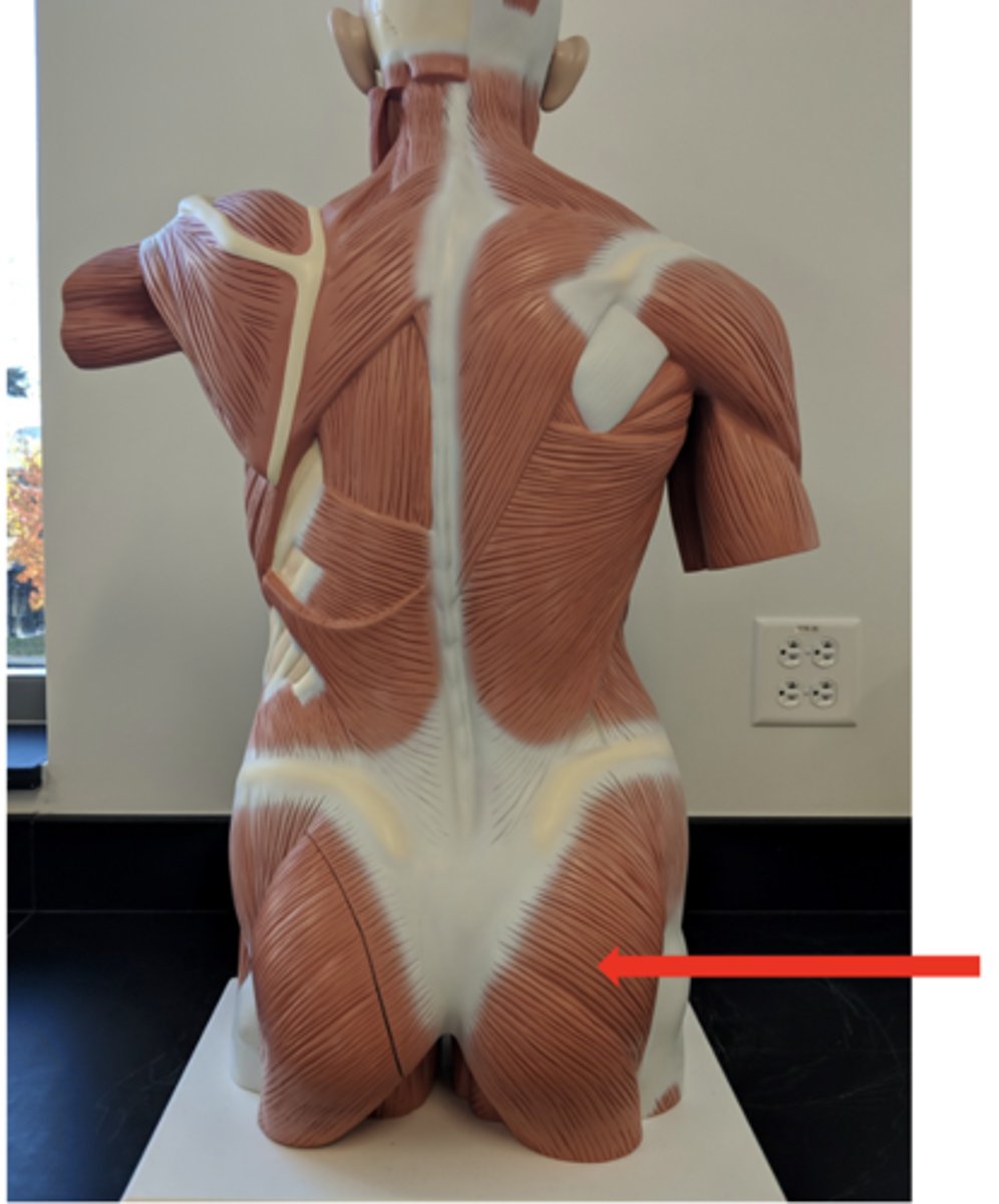 <p>what is this?</p>