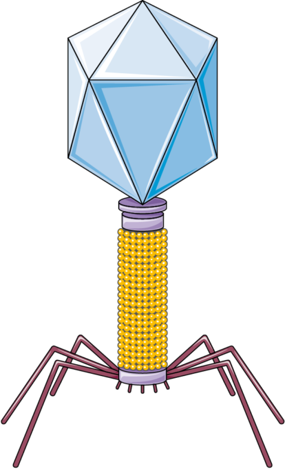 <p>complex viruses </p>
