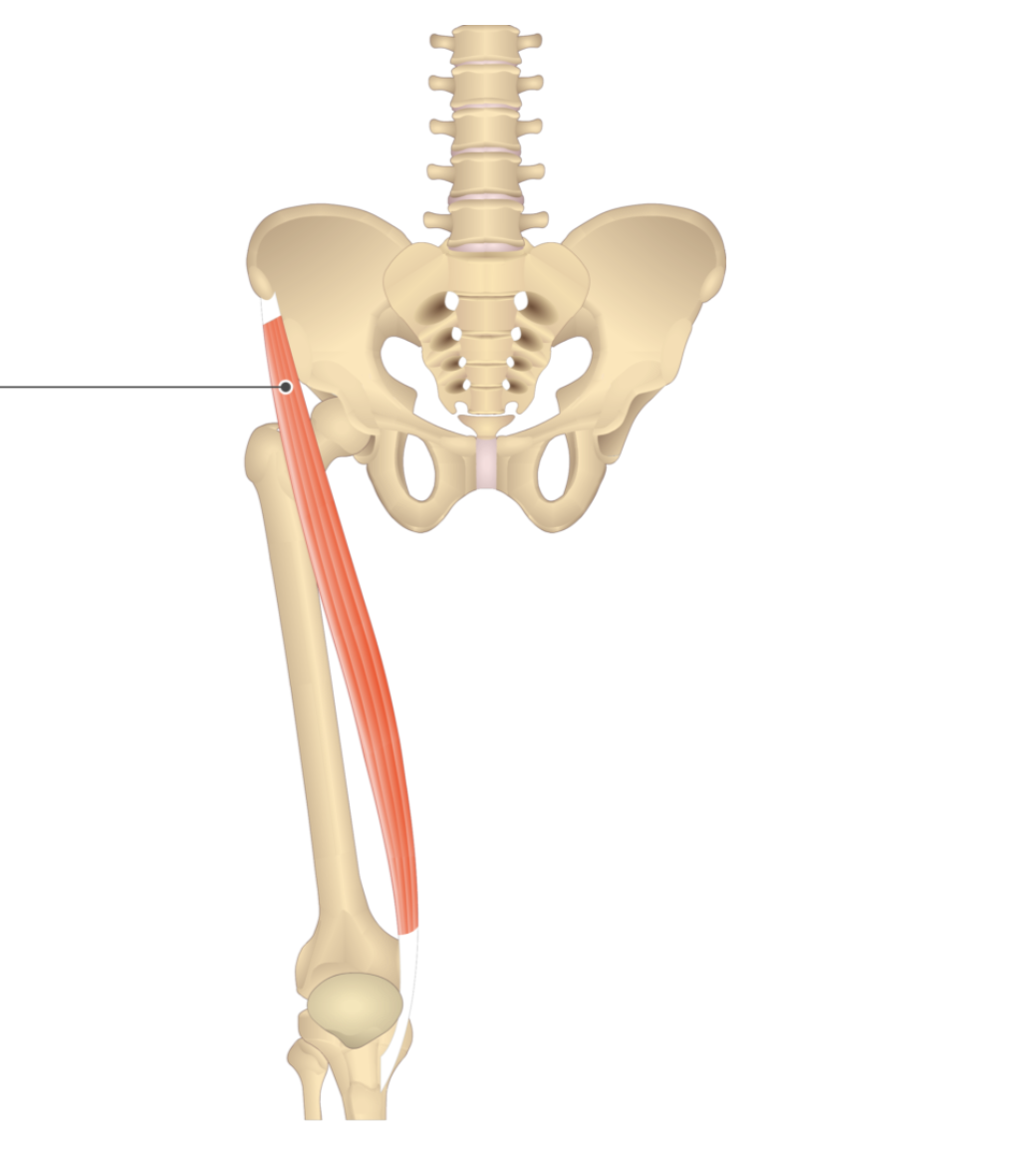 <p></p><p>origin: anterior superior iliac spine</p><p>insertion: medial condyle of tibia</p>