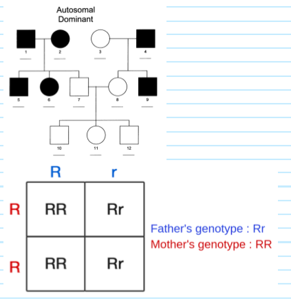 <p>Trait is determined by the expression of the <span><strong><em>dominant allele</em></strong></span>. Phenotype will always be expressed over other inherited allele. <span><em>(AA, Aa Dominantly expressed.)</em></span> Appears in every generation and affects males/females equally. <span><strong>Muscular Dystrophy</strong></span> and <span><strong>Huntington's disease. </strong></span></p>