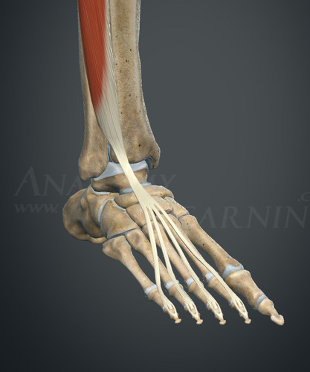 <p>rozcięgna grzbietowe palców II-V</p>