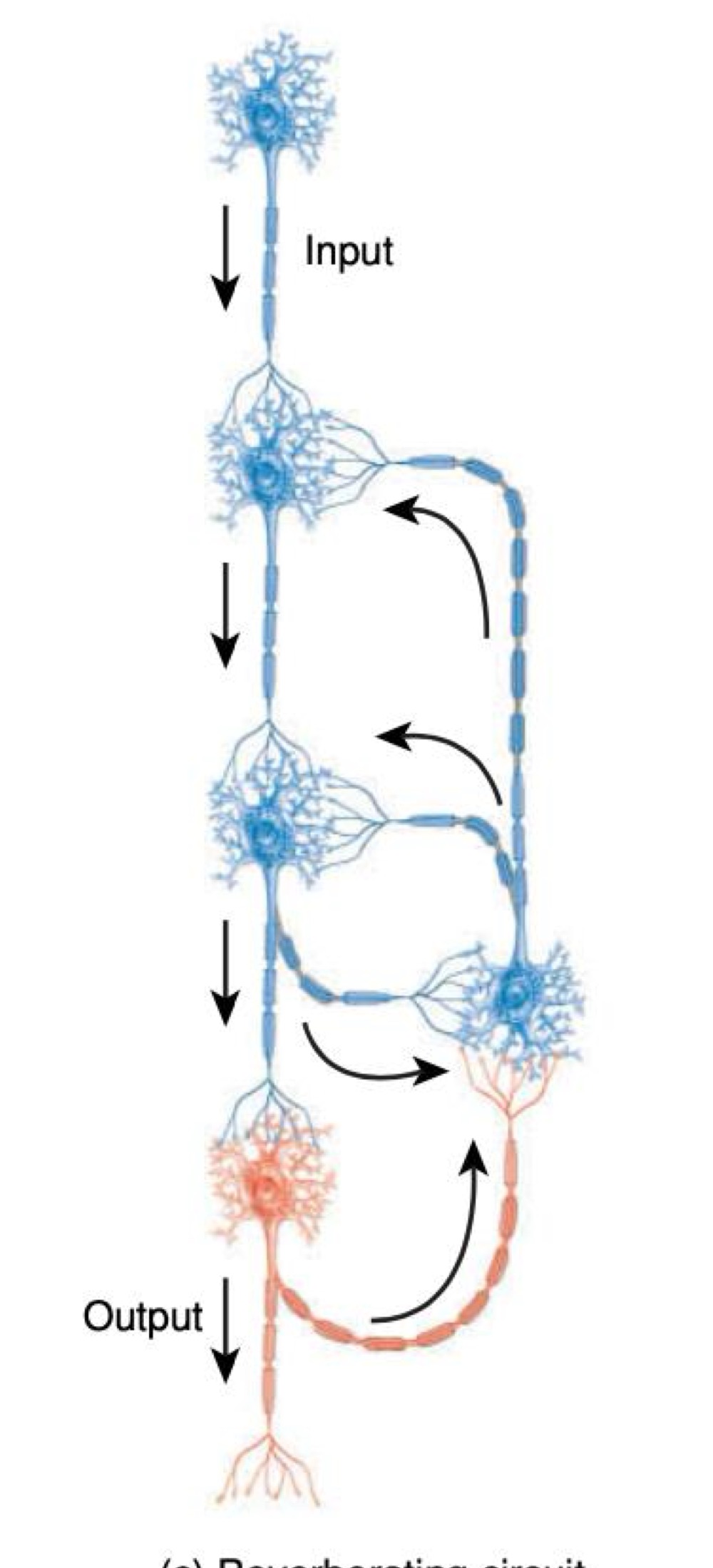 <p>what kind of neural circuit is this </p>