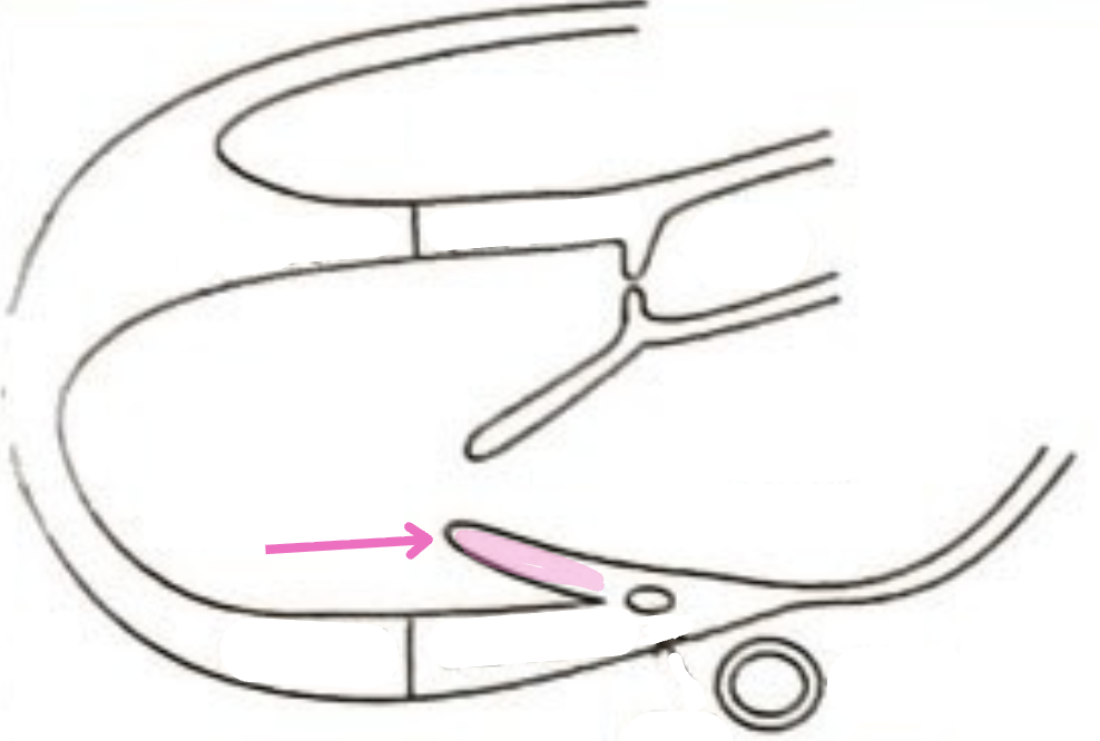 <p>What is this structure?</p>