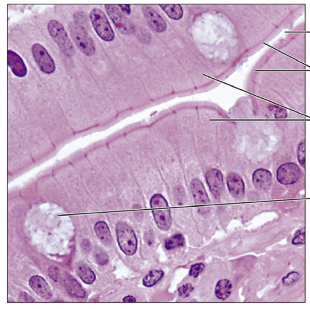 <p>Identify the tissue.</p>