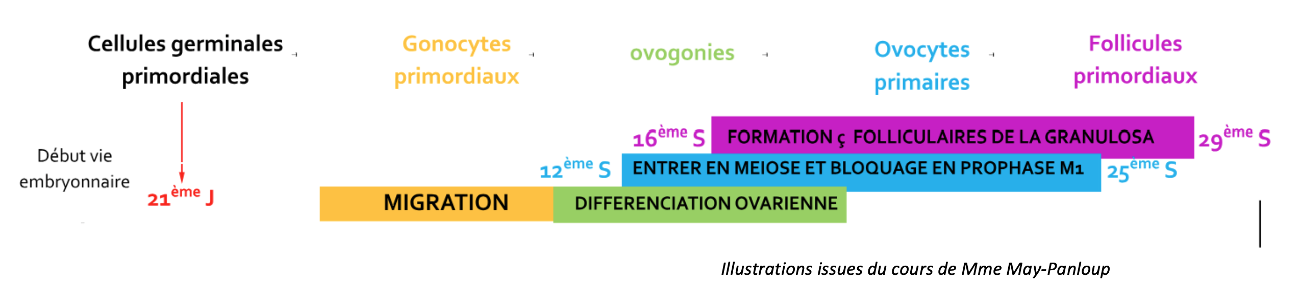 <p>Ces <strong>follicules primordiaux</strong> ont deux destinés possibles</p><p>- soit il <strong>dégénère par apoptose</strong>,</p><p>- soit il rentre dans sa phase évolutive = <strong>folliculogénèse</strong>.</p><p>Mais cette folliculogénèse aboutit pour de nombreux follicules à un arrêt que l’on appelle l’<strong>atrésie</strong> (99% de chance).</p>