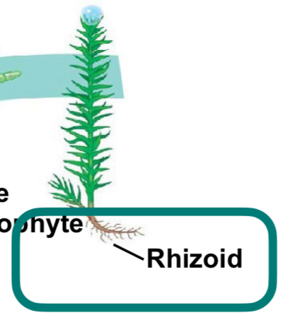 <p>long tubular single cell or filaments that do some water/nutrient uptake but mainly function to anchor plant</p><ul><li><p>NOT ROOTS (those come later)</p></li></ul>