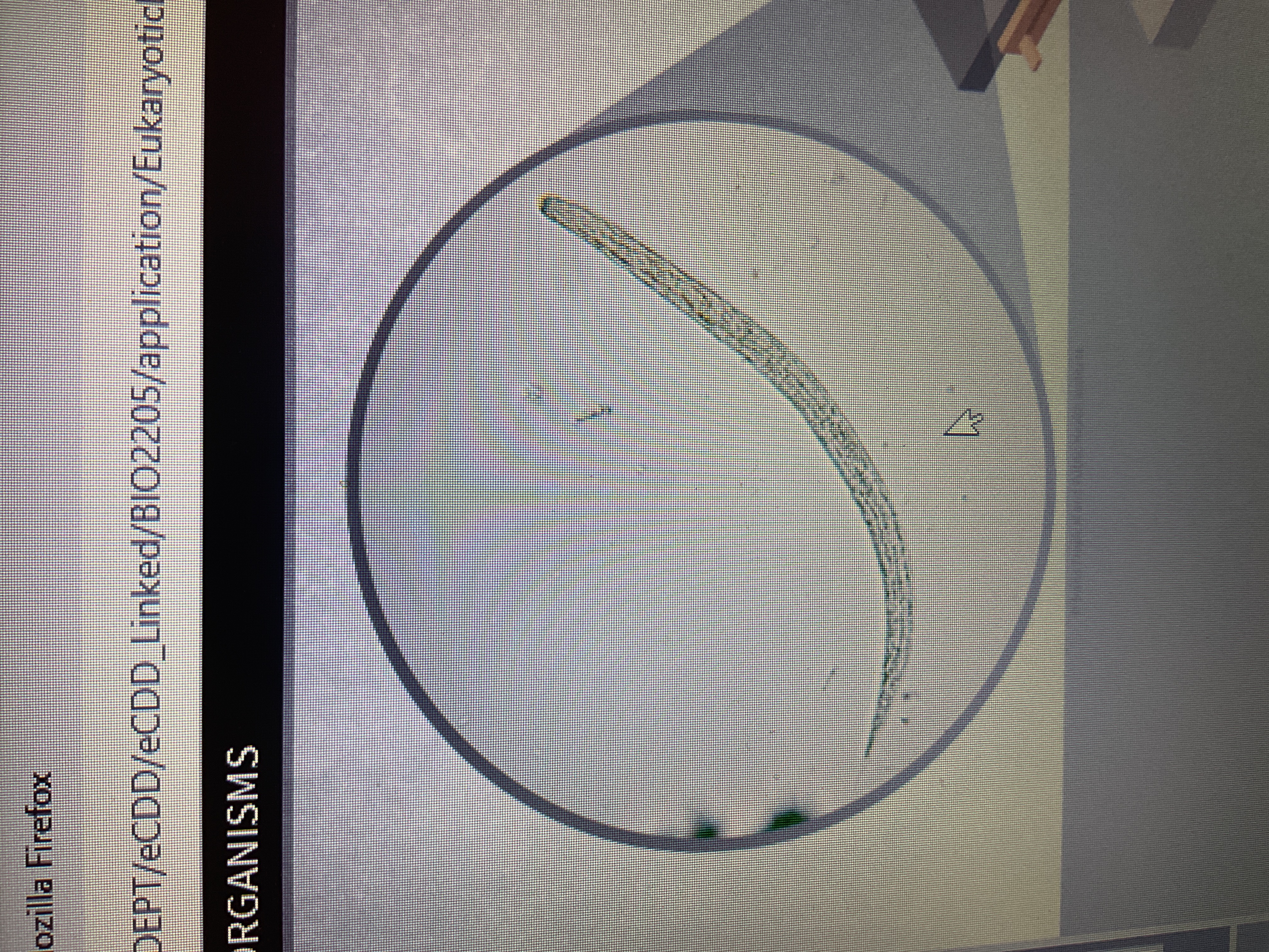 <p>Common: Acaris (hookworm)</p><p>Helminth</p><p>Lives in intestines via ingestion or contact with soil</p>