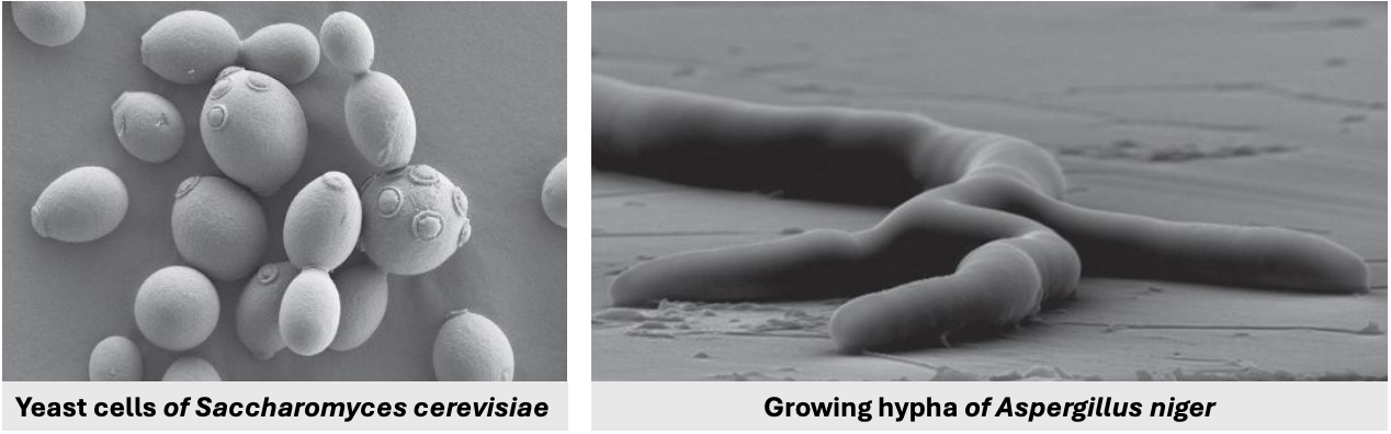 <p>The number of times a yeast cell reproduced can be estimated based on the _</p>