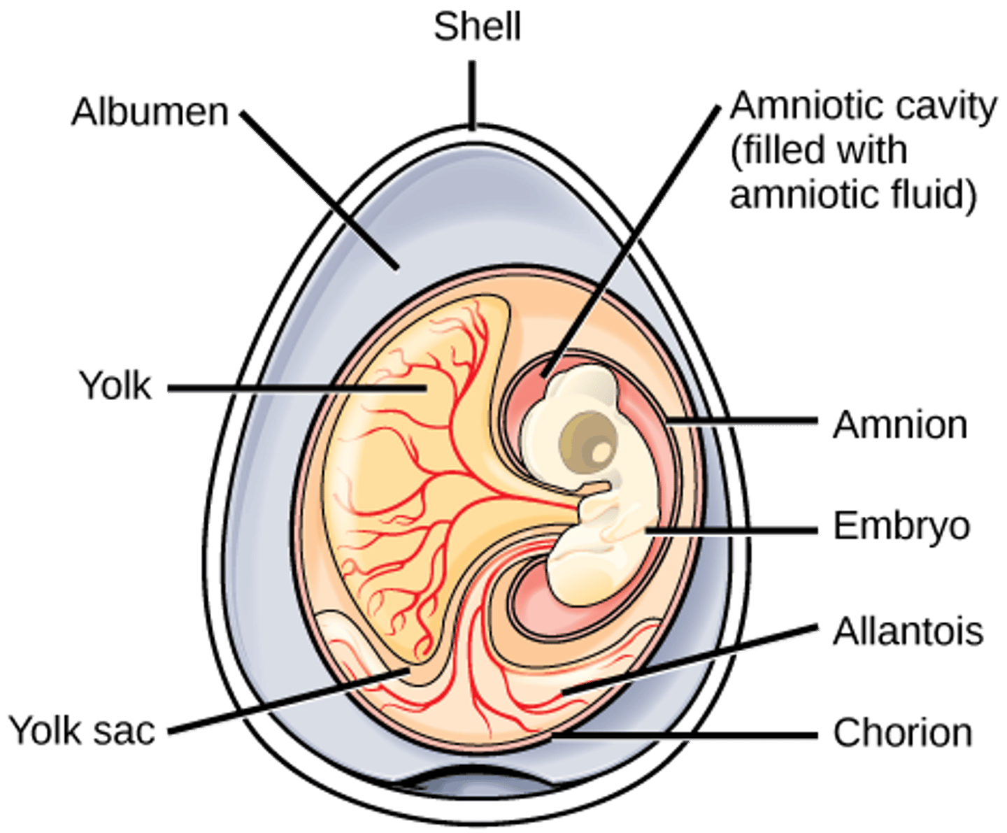 <p>birds, mammals,</p><p>and reptiles</p><p>(Note: an animal</p><p>whose embryo</p><p>develops in an</p><p>amnion and chorion</p><p>and has an allantois)</p>