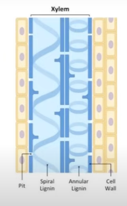 <p>Structure:</p><ul><li><p>Elongated cells.</p></li><li><p>Large Lumen</p></li><li><p>Dead and Empty</p></li><li><p>Cell Wall thickened with Lignin </p></li><li><p>Pits for lateral water movement. </p></li></ul><p>Vessels - Round and arranged end- to -end </p><p>Tracheids -   Tapered ends and arranged in and overlaps   </p>