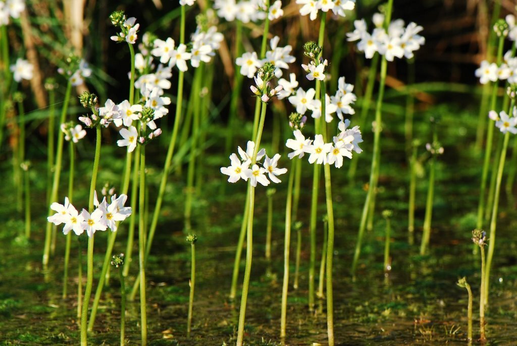 <p>Waterviolier, Hottonia palustris</p>