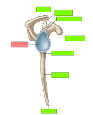 <p>What view of the scapula is this?</p>