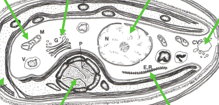 <p>Which arrow is pointing to the pyrenoid?</p>