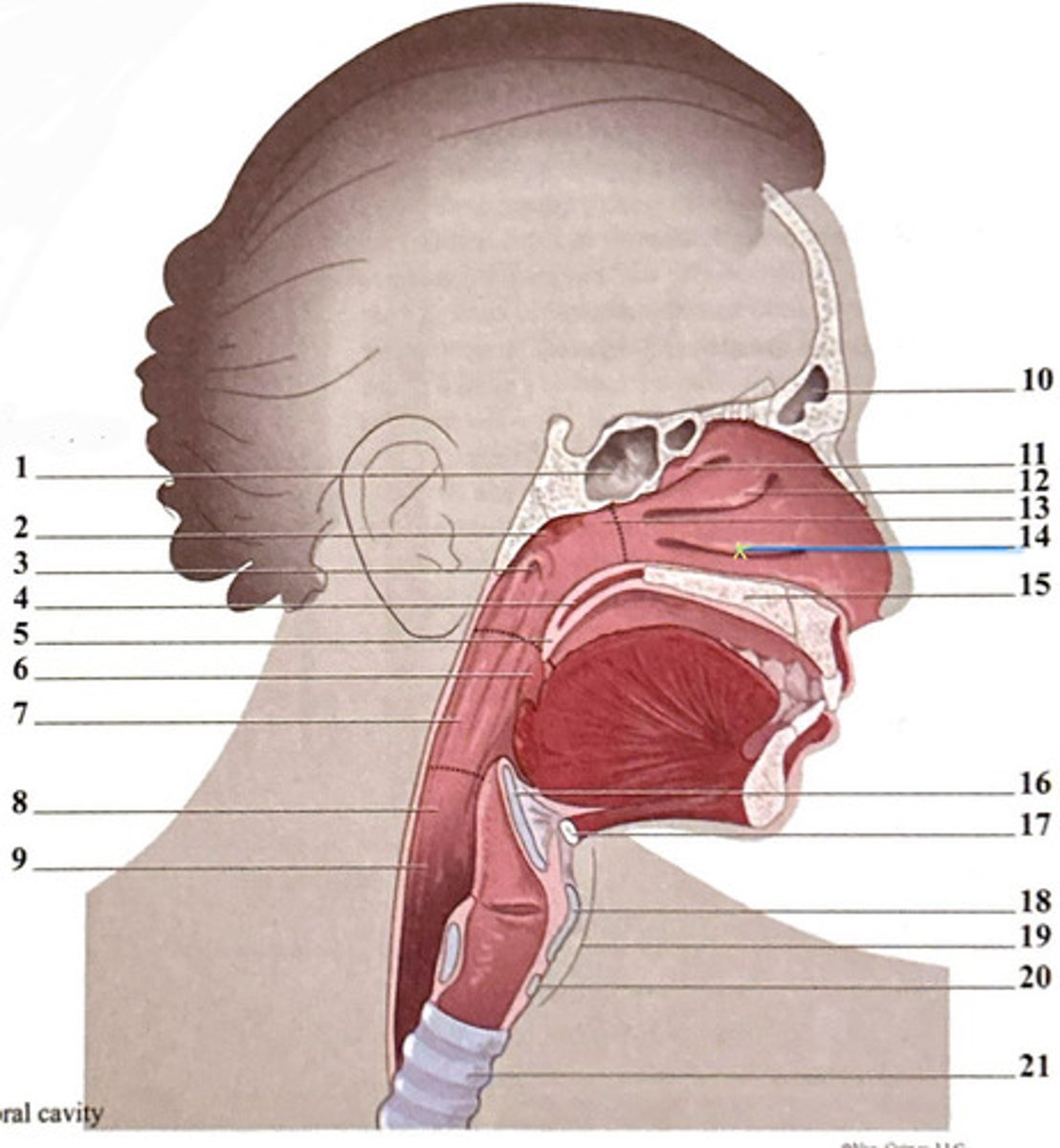 knowt flashcard image