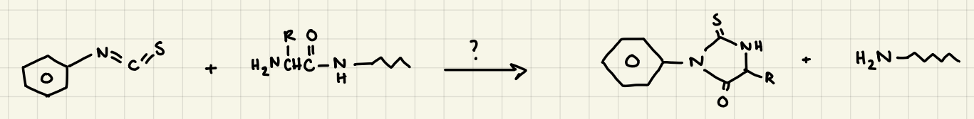 Edman Degradation