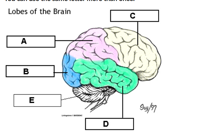 term image