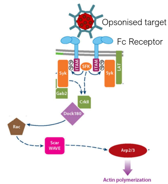 <p>phosphorylated ITAMs will recruit Syk that activates CrkII and allows for recruitment of Dock180. Dock180 is a guanine exchange factor that activates GTPases which are needed for the activation of actin nucleating complexes e.g. Scar WAVE to initiate actin polymerization via Arp2/3</p>