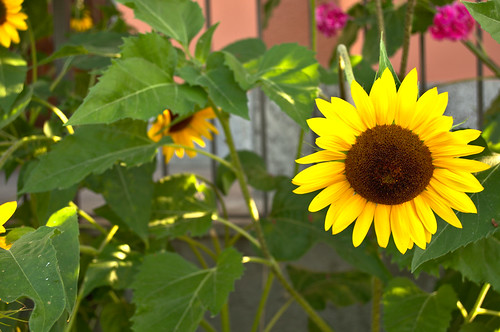 <p>Common Sunflower (Asteraceae)</p>