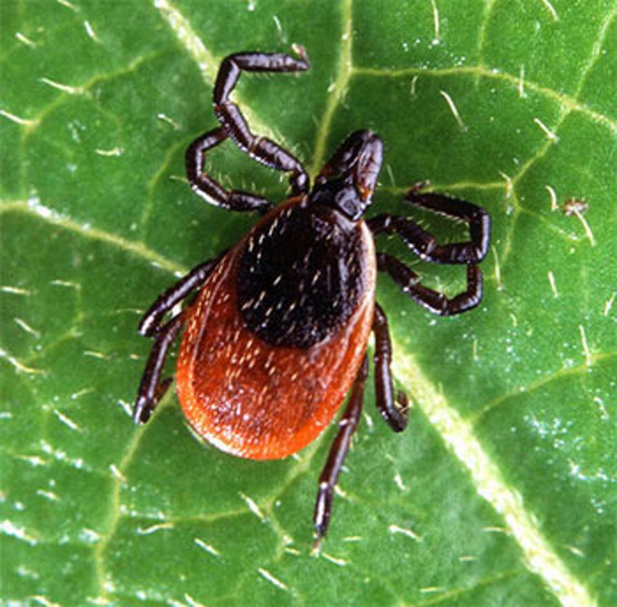 <p>Deer tick, black legged tick</p>