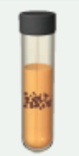 <p>middle of tube, need specific O2 level</p>