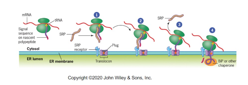 The first step is synthesis beginning on a free ribosome. As the signal sequence emerges, a sequence recognition particle (SRP) recognizes it. SRP binding temporarily arrests further translation. The SRP-ribosome complex binds with an SRP receptor on the ER membrane. The ribosome then binds with the translocon on the ER, releasing the SRP. 

The signal peptide binds to the inside of the translocon,  \n The signal peptide binds to the interior of the \n translocon and contact between the translocon and polypeptide allows the growing polypeptide to enter the ER lumen, where the signal peptide is cleaved and the protein is folded with the help of chaperones. 