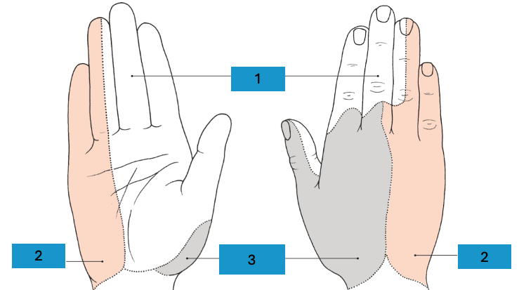 <p>Innervatie hand</p>