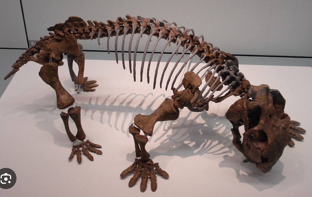<p>Genus</p>