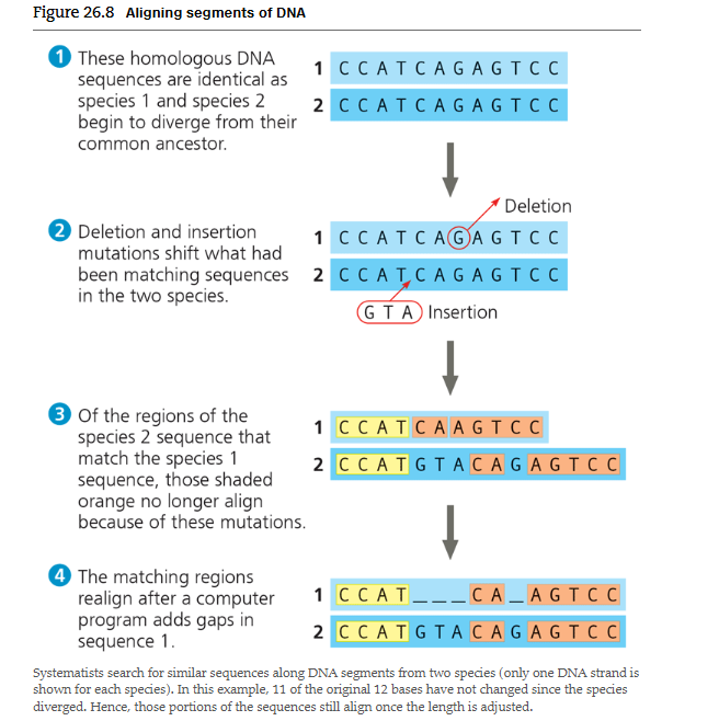<p>How can DNA homologies be detected after mutations occur</p>