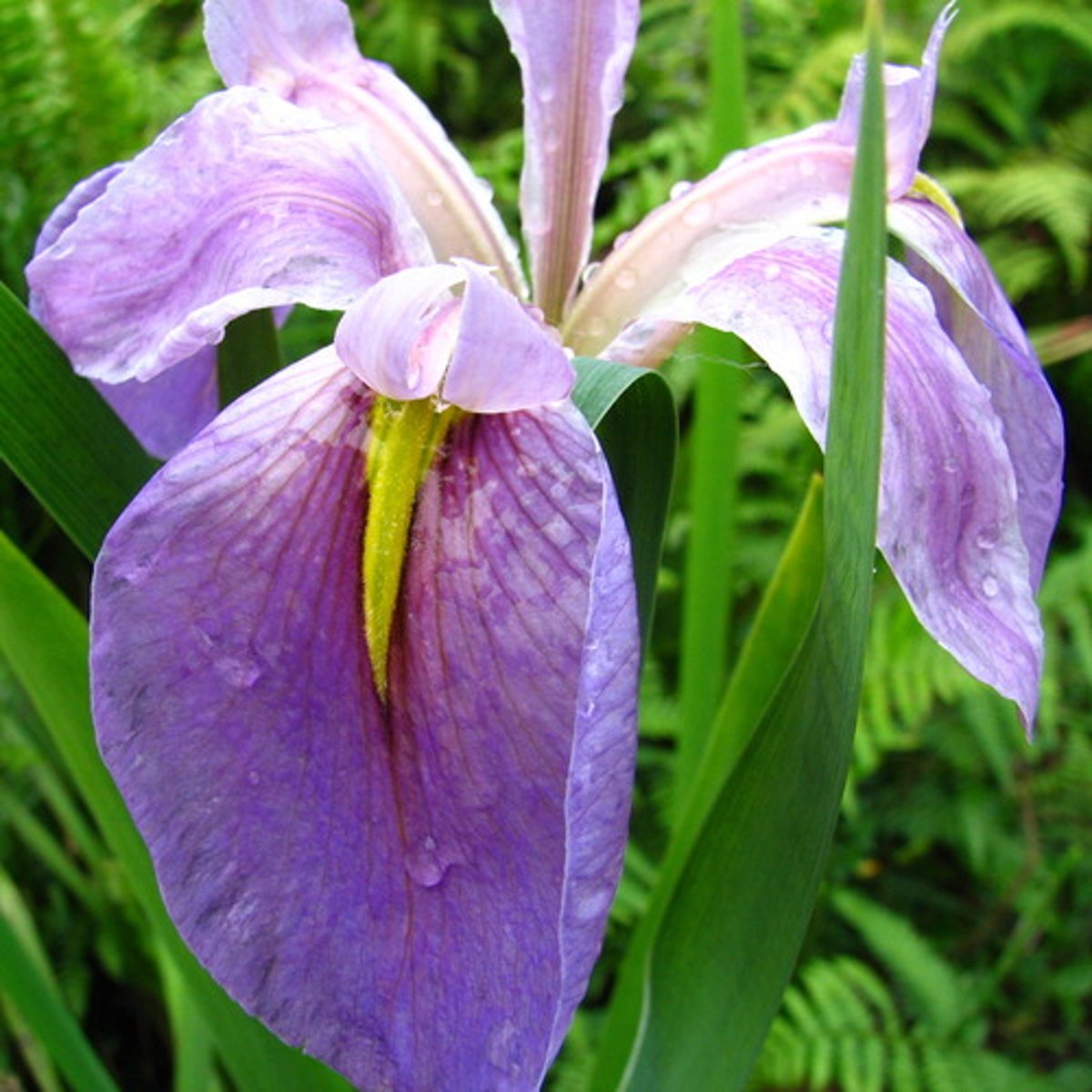 <p>German bearded iris</p>