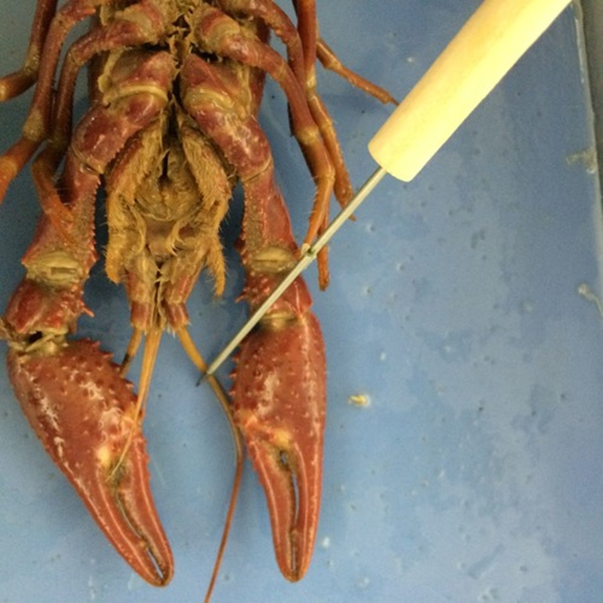 <p>antennae: sensory</p>