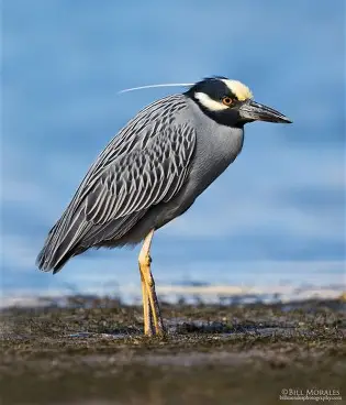<p>Yellow-crowned Night Heron </p><ul><li><p>feeds at night, primarily on insects </p></li><li><p>distinctive yellow crown and large yellow-orange eyes </p></li><li><p>distinctive call when disturbed </p></li></ul><p></p>