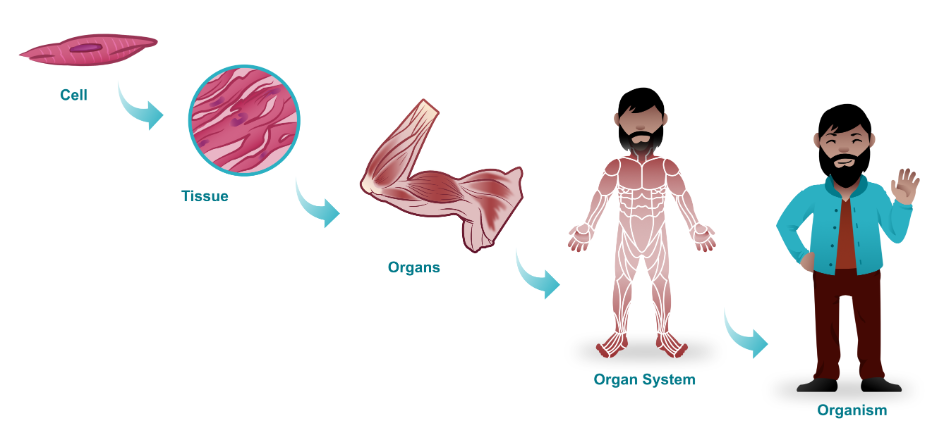 <p>What is the hierarchy of the human body systems.</p>